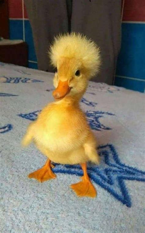 How You Like My New Hairdo Baby Animals Funny Cute