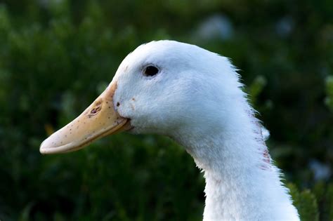 Free Images Nature Wildlife Beak Fauna Close Up Swan Duck