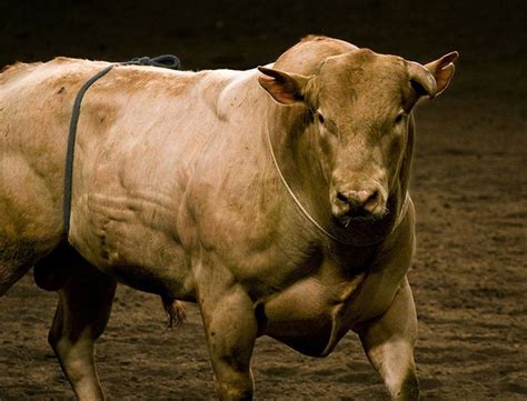 14 best bodacious images on pinterest rodeo rodeo life and bucking bulls