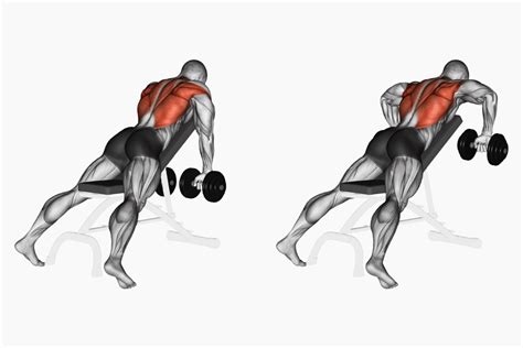 13 Dumbbell Lat Exercises To Beef Up Your Back Workout Nutritioneering