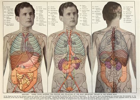Vintage S Print Human Anatomy Illustration Physiology Organs X Ray My