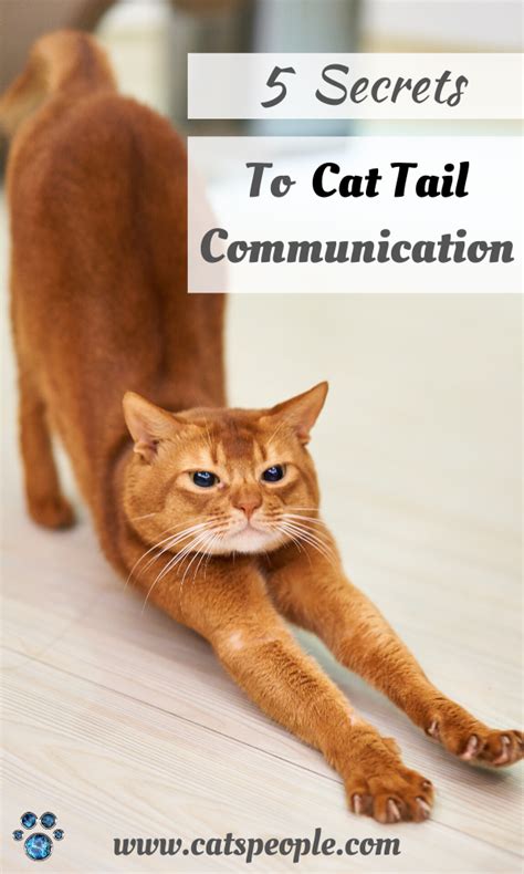 5 Things Your Cat Is Telling You With Its Tail Cat Tail Cats Cat