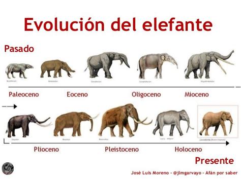 Resultado De Imagen Para Evolucion Del Elefante Elefante Informacion