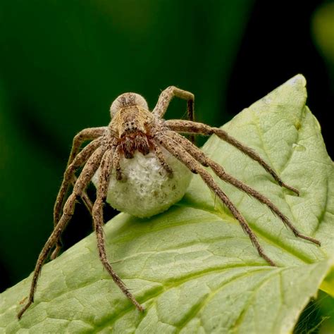 A Female Wolf Spider Carries Her Egg Sac Through The Underbrush