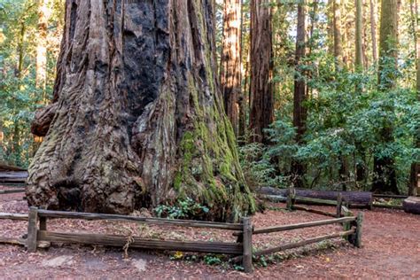 Redwood Love Celebrating The Resilient Redwoods Of Santa Cruz County