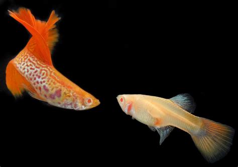 Gaji pns tahun 2019 sudah bisa dipastikan kenaikannya yakni sebesar 5%. Gaji Uppkb - Swordtail Guppy - Fish Keepers Indonesia ...