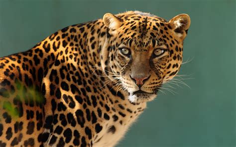 Wallpaper Jaguar Wild Cat Face Animals 10237