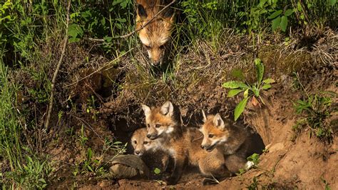 Foxes In Massachusetts 2 Species And Where They Live Massachusetts News