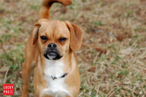 Puggle Pug Cross Beagle Information And Pictures