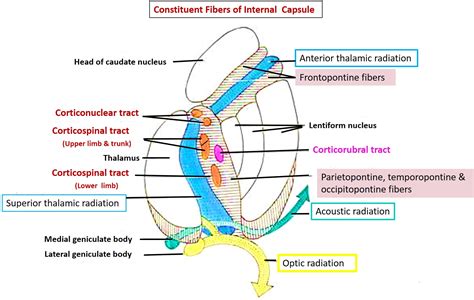 Internal Capsule Anatomy Qa