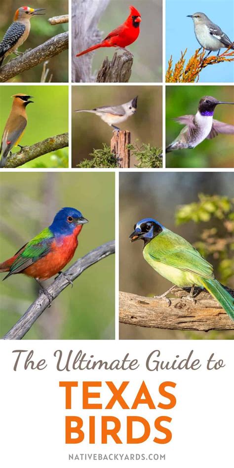 Texas Birds The Ultimate Guide For Beginning Birders Native