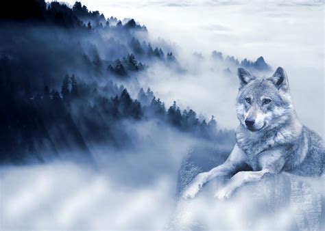 Wolf Background Free Stock Photo Public Domain Pictures