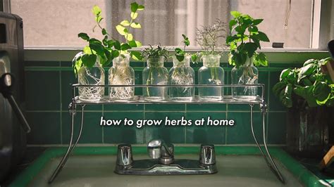 Although the cactus plant can survive for a while without water, you obviously don't want to push it. how to grow herbs at home without soil 🌿 - YouTube