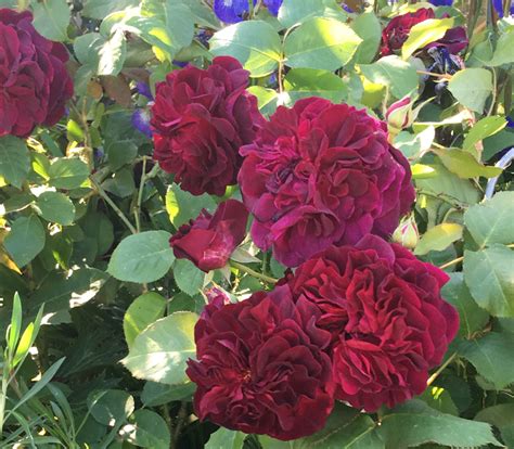Eine rose, die bei uns in laufen äußerst beliebt ist. Barbara Segall | June is busting out all over # ...