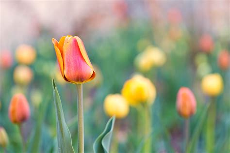 Selective Focus Of Yellow And Red Tulip Flower Tulips Hd Wallpaper