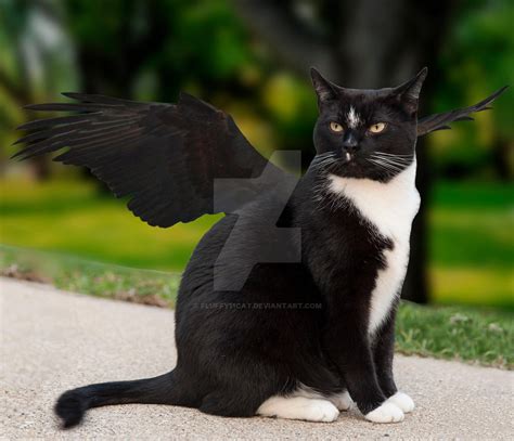 Cat With Wings By Fluffy11cat On Deviantart