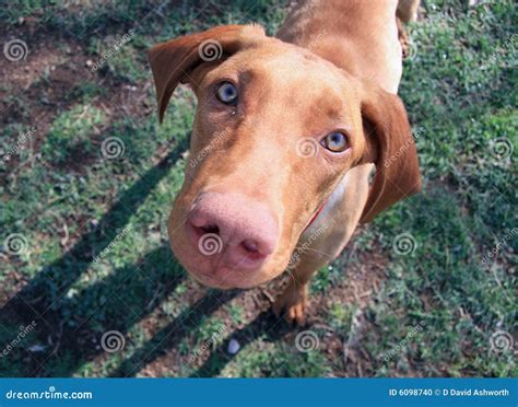 Dogs Snout Stock Photo Image 6098740