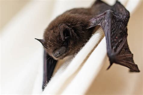 Bats Test Positive For Rabies In Clark Washoe County Las Vegas