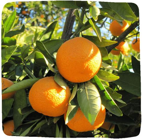 Organic Satsuma Mandarin Oranges Massa Organics
