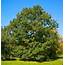 Black Oak  Description Leaf Bark & Facts Britannica