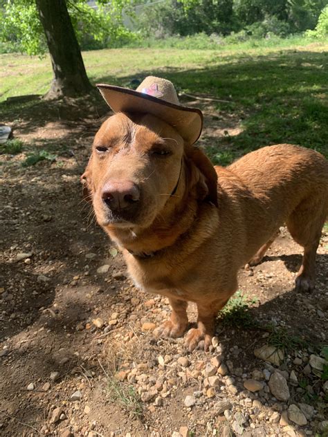 Psbattle Hound Wearing A Cowboy Hat Rphotoshopbattles