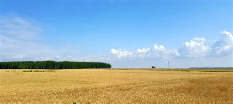 Ein ungar ist ein magyar. Kostenloses Foto: Ungarn, Feld, Weizen, Landschaft ...