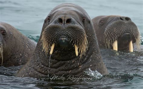 Three Walpopos Swimming In The Water With Their Mouths Open