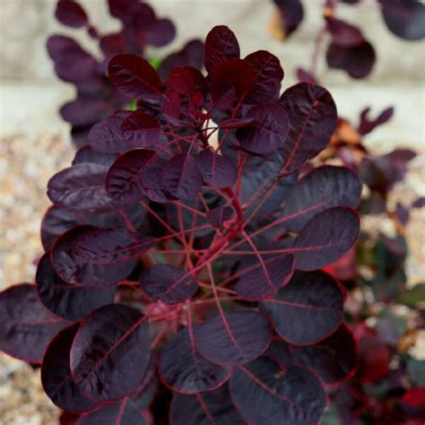 Cotinus coggygria lilla new dwarf rich wine red rounded leaves turn bright red in autumn. Cotinus coggygria 'Lilla', Smoke Bush 'Lilla' - uploaded ...