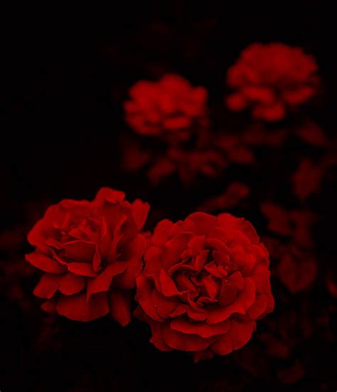 Red Rose Aesthetic Tumblr