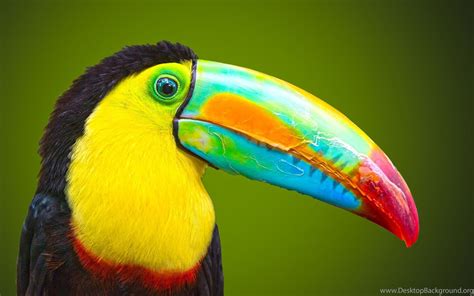 Big Beak Beautiful Bird Wallpapers Desktop Background