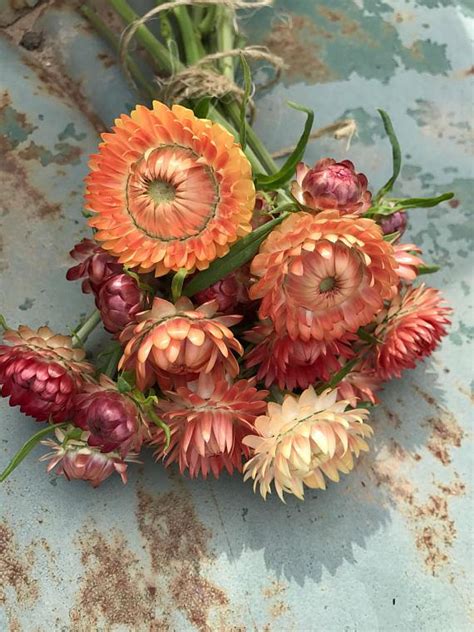 25 dried strawflowers, white/cream/blush, small dried flowers, blush dried flowers, straw flowers. Strawflower Seed, Helichrysum Mixed Peach and Apricot ...