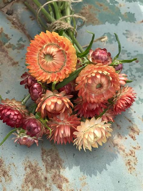 Dried strawflowers dried strawflowers are beautiful flowers that can be used for almost anything. Strawflower Seed, Helichrysum Mixed Peach and Apricot ...
