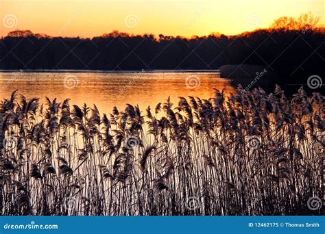 Reeds And Rushes On A River Bank At Sunset Stock Image Image Of Flora
