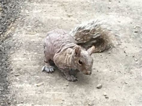 Notoedric Mange In An Eastern Gray Squirrel Healthy Wildlife