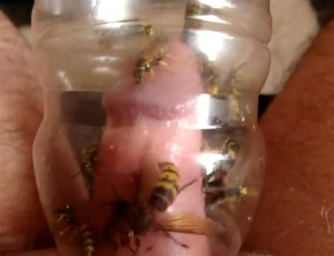 Kinky Guy Traps Yellowjacket Bees Around His Cock Gay Bizarre Porn At
