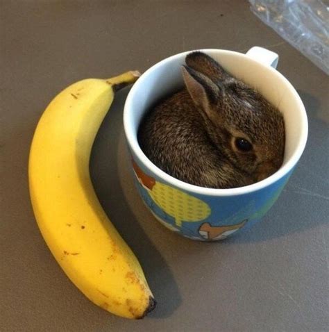 30 Lovable Bunnies To Put You In The Easter Spirit Bunny Tea Cup