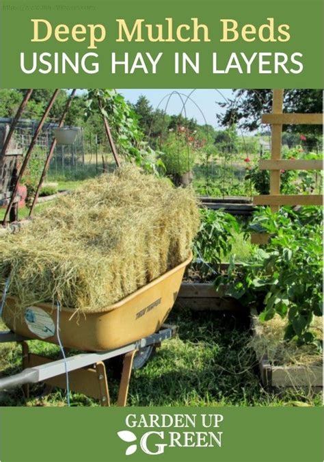 Florida deep mulch gardening is a network of fellow mulchers and gardeners sharing their experiences. Deep Mulch Raised Beds (With images) | Growing organic ...