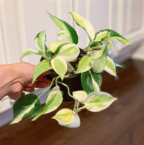 Since my philodendron brasil is one of my favorite plants, i started looking into all of the sport cultivars that this plant. Philodendron Cream Splash Vs Silver Stripe - Philodendron