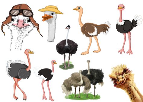 Watercolor Ostrich Clipart Vector Masterbundles