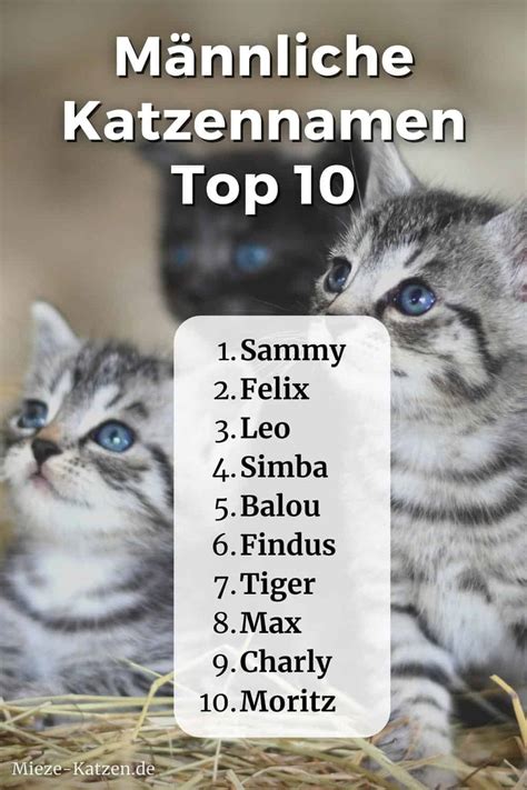 Katzennamen Männlich Top 10 Beliebteste Kater Namen 2022