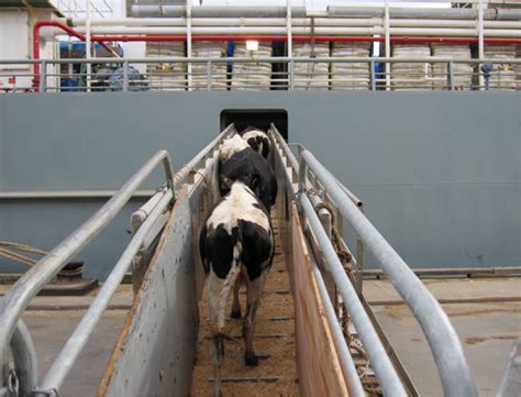 Dairy Animal Welfare Stocktake Harris Park Group