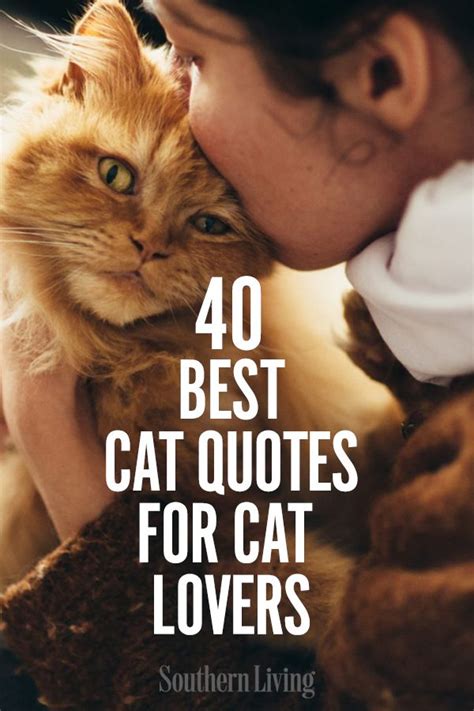 40 Best Cat Quotes For Cat Lovers Cat Love Quotes Cat Quotes Cat