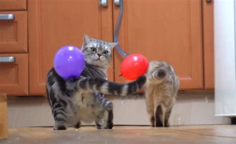 Attaching A Balloon To Cats Neatorama