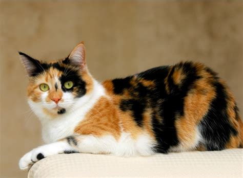 Cats come in such a beautiful array of colors and patterns! Qu'est-ce qu'un chat Calico ? - Yummypets