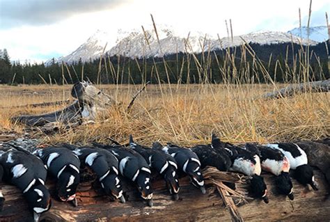 Home Alaska Sea Duck Hunts