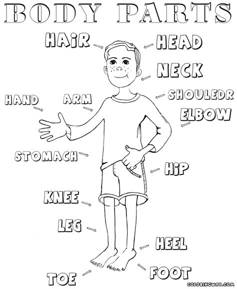 Body Parts Coloring Pages At GetColorings Free Printable 45360 Hot