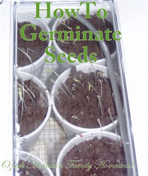 How To Germinate Seeds In 3 Days Seed Germination Frugal