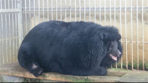 Female Moon Bears Rescued After Over 18 Years Tortured In A Bear Bile