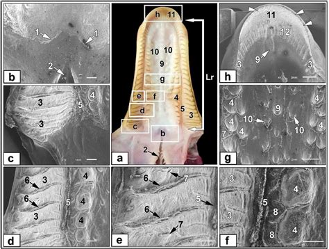 Gross Image A And Scanning Electron Microscopic Micrographs B C D
