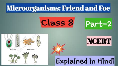 Microorganisms Friend And Foe Class 8 Science Chapter 2 Part 2